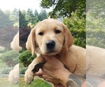Small #1 Labrador Retriever