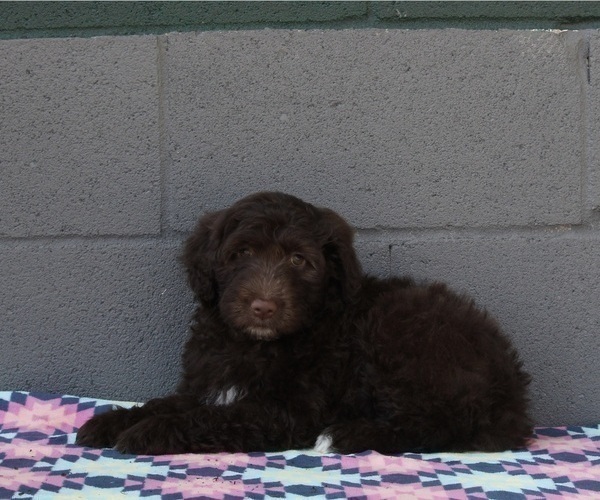 Medium Photo #2 Portuguese Water Dog Puppy For Sale in FREDERICKSBURG, OH, USA