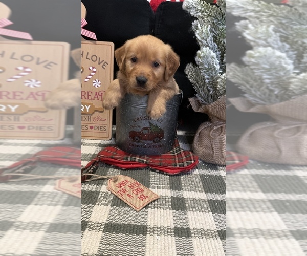 Medium Photo #8 Golden Retriever Puppy For Sale in LAKELAND, FL, USA