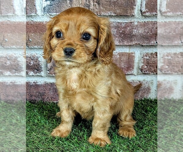 Medium Photo #1 Cavalier King Charles Spaniel Puppy For Sale in MOBERLY, MO, USA