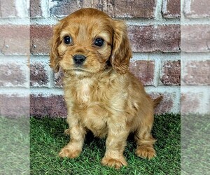 Cavalier King Charles Spaniel Puppy for sale in MOBERLY, MO, USA