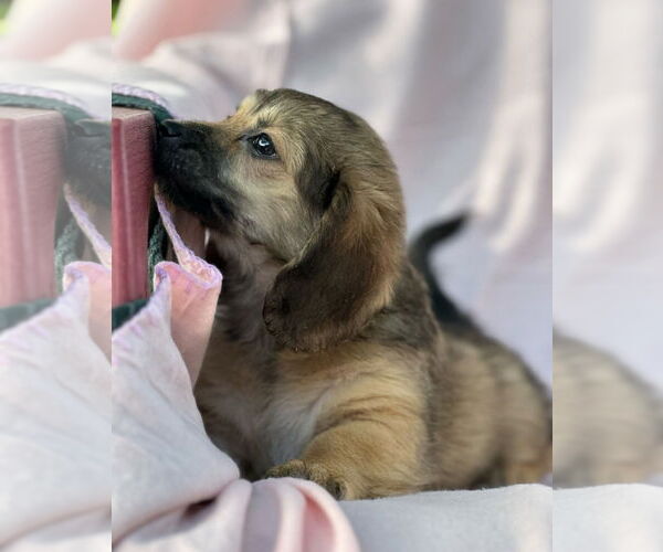Medium Photo #3 Dachshund-Unknown Mix Puppy For Sale in Weston, FL, USA