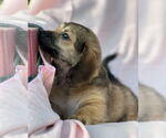 Small #2 Dachshund Mix