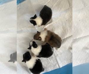 Shetland Sheepdog Puppy for sale in ERIE, PA, USA