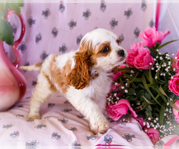 Medium Photo #8 Cavapoo Puppy For Sale in WAKARUSA, IN, USA