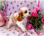 Small Photo #16 Cavapoo Puppy For Sale in WAKARUSA, IN, USA