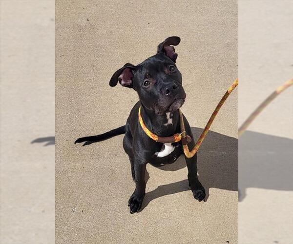 Medium Photo #1 American Pit Bull Terrier Puppy For Sale in Louisville, KY, USA