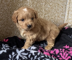 Golden Retriever-Poodle (Toy) Mix Puppy for sale in HOLLAND, MI, USA