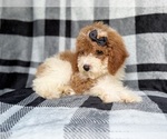Small #2 Cockapoo (Miniature)