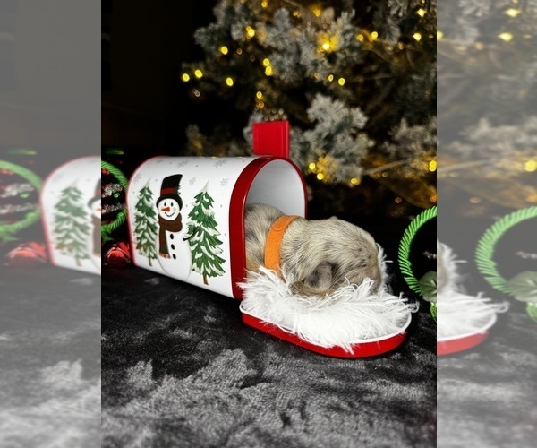 Medium Photo #4 French Bulldog Puppy For Sale in SPRINGFIELD, MO, USA