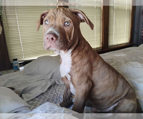 Medium Photo #2 Bulldog-Unknown Mix Puppy For Sale in Crete, IL, USA