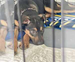 Mutt Dogs for adoption in Hillsboro, MO, USA