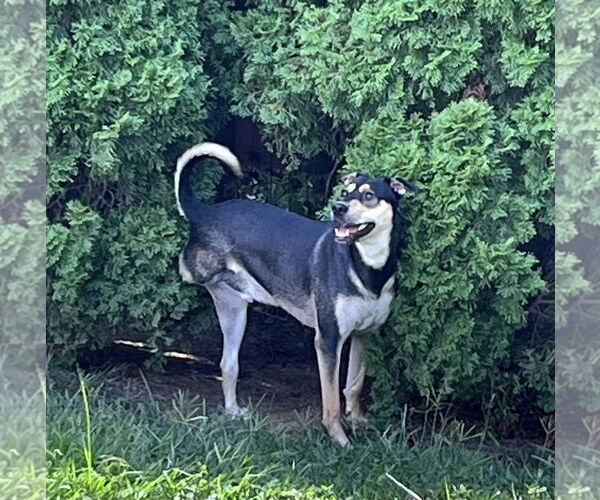 Medium Photo #2 Mutt Puppy For Sale in Germantown, OH, USA