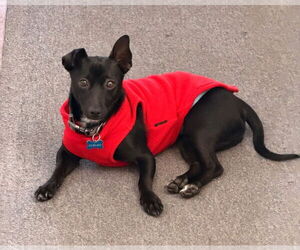 Chihuahua-Unknown Mix Dogs for adoption in San Francisco, CA, USA