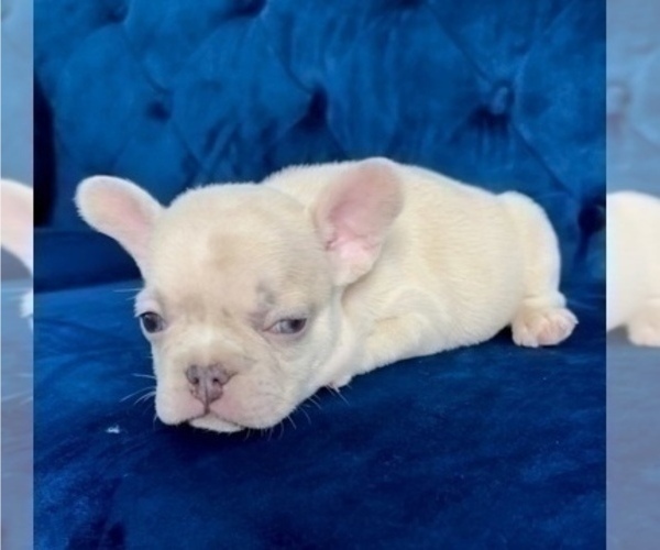 Medium Photo #9 French Bulldog Puppy For Sale in LOUISVILLE, KY, USA