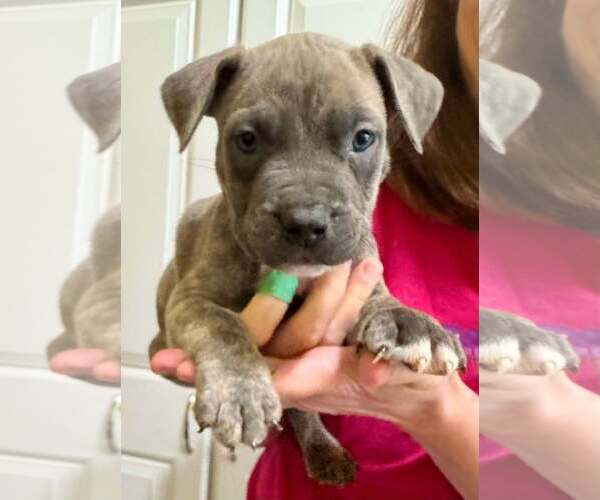 Medium Photo #5 American Pit Bull Terrier Puppy For Sale in Rockville, MD, USA