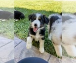 Small Photo #23 Australian Shepherd Puppy For Sale in PASO ROBLES, CA, USA