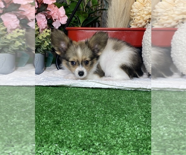 Medium Photo #2 Papillon Puppy For Sale in CANOGA, NY, USA