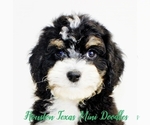 Small Photo #9 Australian Labradoodle-Miniature Bernedoodle Mix Puppy For Sale in HOUSTON, TX, USA