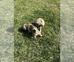 Small Photo #1 Pug Puppy For Sale in PERRIS, CA, USA
