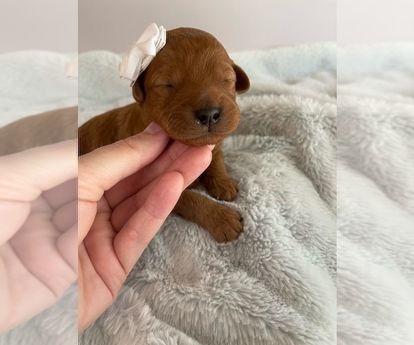 Medium Photo #9 Goldendoodle (Miniature) Puppy For Sale in JENKS, OK, USA