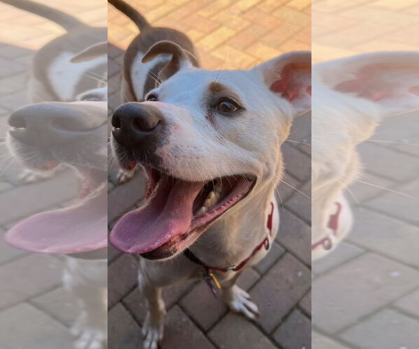 Medium Photo #6 Mutt Puppy For Sale in Atlanta, GA, USA