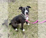 Small American Pit Bull Terrier