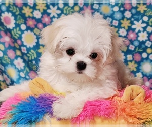 Maltese Puppy for sale in BRANDON, MS, USA