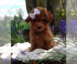 Poodle (Miniature) Puppy for sale in FREDERICKSBURG, OH, USA