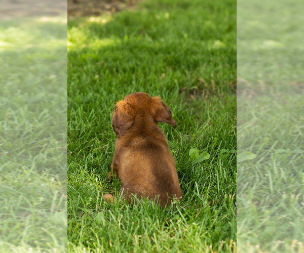 Medium Photo #4 Dachshund Puppy For Sale in BREMEN, IN, USA