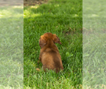 Small #3 Dachshund