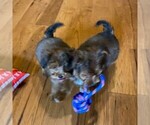 Small Photo #3 Poodle (Toy)-Yorkshire Terrier Mix Puppy For Sale in OTTAWA, KS, USA