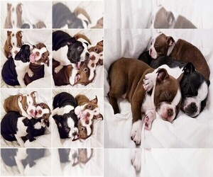 Boston Terrier Litter for sale in LAFAYETTE, LA, USA