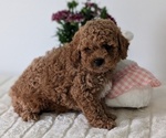 Small #1 Goldendoodle (Miniature)