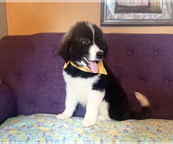 Medium Photo #2 Great Pyrenees-Unknown Mix Puppy For Sale in Rockaway, NJ, USA
