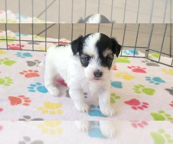 Medium Photo #9 Havanese Puppy For Sale in ORO VALLEY, AZ, USA