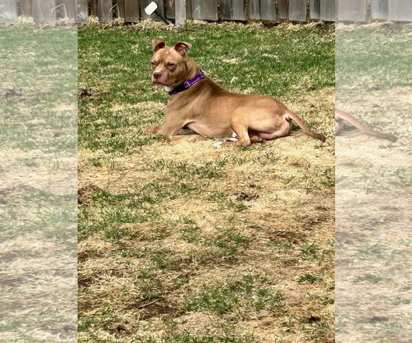Medium Photo #19 American Pit Bull Terrier-Unknown Mix Puppy For Sale in Crete, IL, USA
