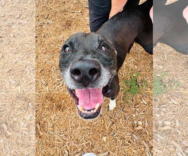 Medium Photo #9 Boxer-Unknown Mix Puppy For Sale in Houston, TX, USA