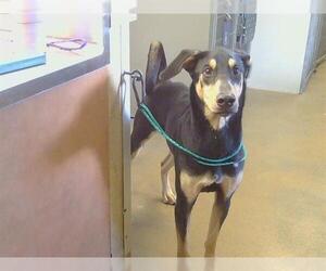 Doberman Pinscher-Unknown Mix Dogs for adoption in Sacramento, CA, USA