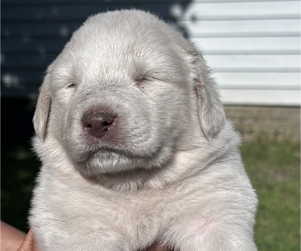 Medium Photo #4 Great Pyrenees Puppy For Sale in STOKES, NC, USA