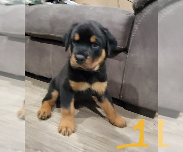 Medium Photo #1 Rottweiler Puppy For Sale in LACEY, WA, USA