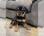 Small Photo #1 Rottweiler Puppy For Sale in LACEY, WA, USA