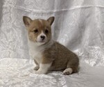 Small #1 Pembroke Welsh Corgi