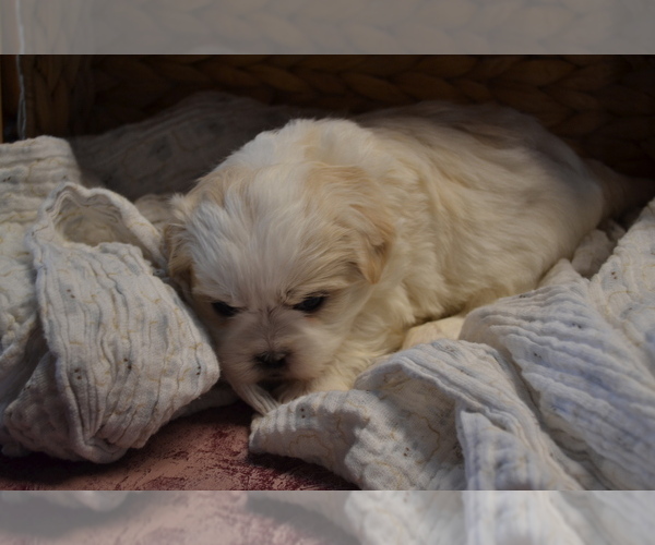 Medium Photo #2 Mal-Shi Puppy For Sale in GREENWOOD, WI, USA