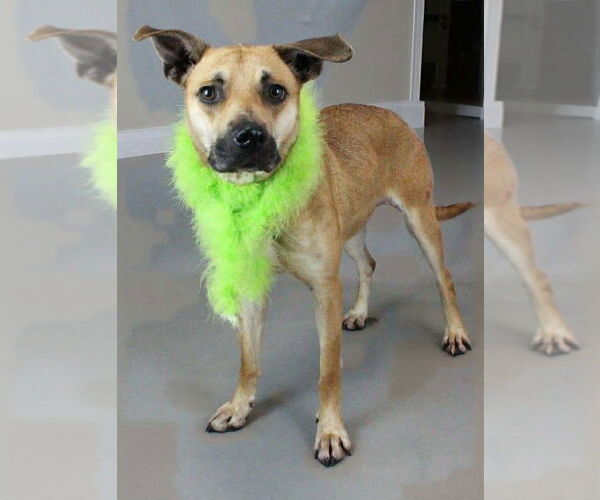 Medium Photo #1 Mutt Puppy For Sale in Shelburne, VT, USA