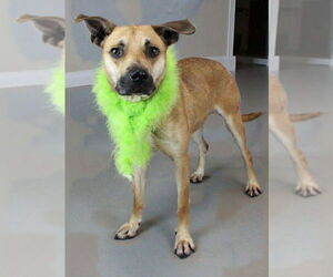 Mutt Dogs for adoption in Shelburne, VT, USA