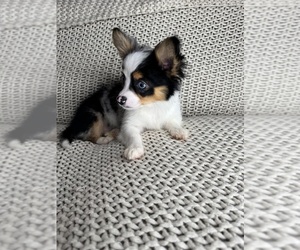 Chihuahua Puppy for sale in CHARLOTTE, NC, USA