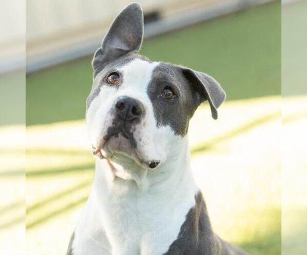 Medium Photo #2 Mutt Puppy For Sale in Camarillo, CA, USA