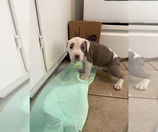 Medium Photo #10 American Pit Bull Terrier-American Staffordshire Terrier Mix Puppy For Sale in CHATTANOOGA, TN, USA