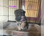 Small Photo #25 German Shepherd Dog Puppy For Sale in SUMPTER TWP, MI, USA